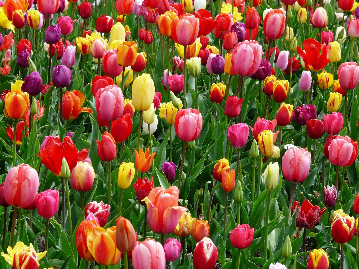 Tulpen.jpg