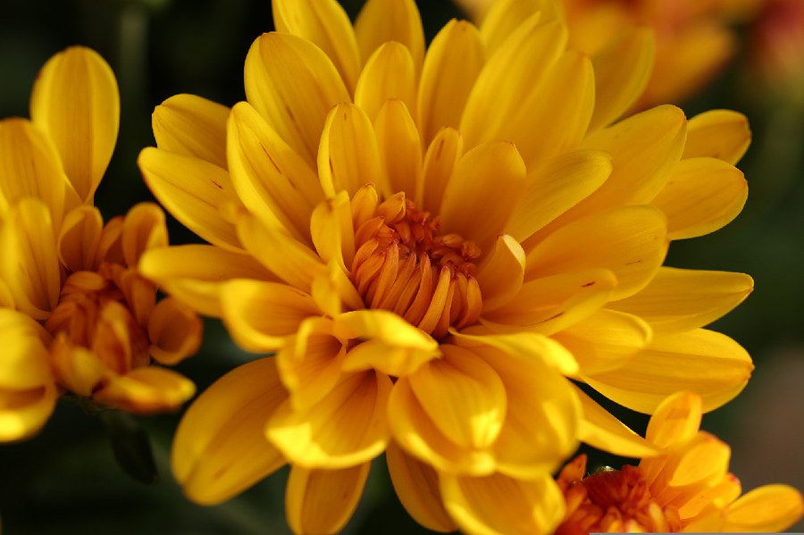 chrysanthemum-g04c5a3b98_1920.jpg